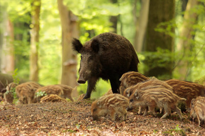 Wild zwijn - Wild Boar