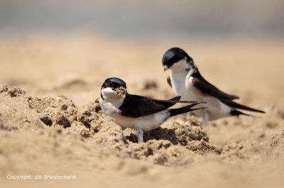 Huiszwaluw - House Martin