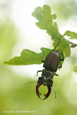 Vliegend hert - Stag Beetle