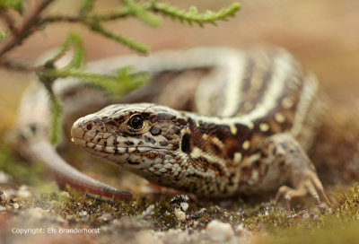 Zandhagedis - Sand Lizard