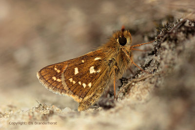 Kommavlinder - Silver-spotted Skipper