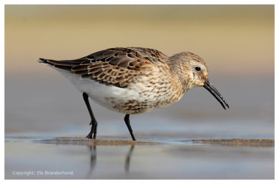 Bonte strandloper - Dunlin