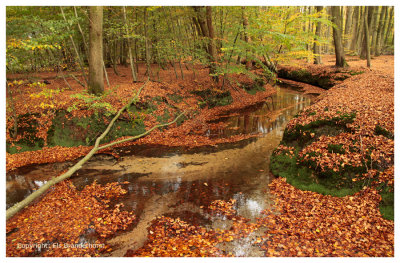 Herfstbeek - Autumn brook
