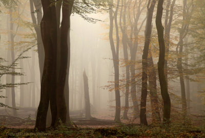 Beukenbos - Beech forest