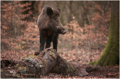 Wild zwijn - Wild Boar