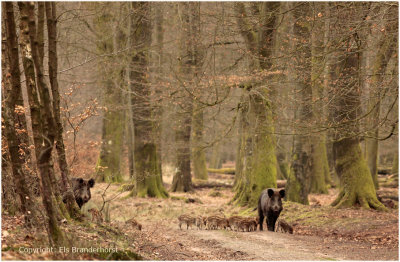 Wild zwijn - Wild Boar