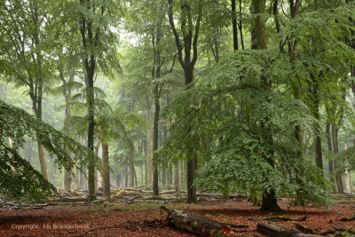 Beech forest - Beukenbos