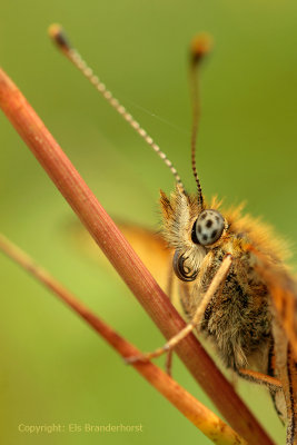 Zilveren maan - Small Pearl-bordered Fritillary