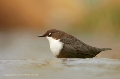 Waterspreeuw - Dipper