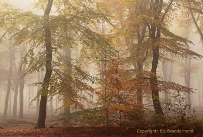 Beukenbos, herfst - Beech forest, autumn