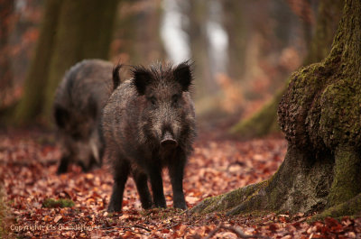 Wild zwijn - Wild Boar