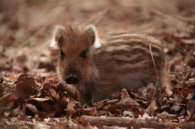 Wild zwijn - Wild Boar