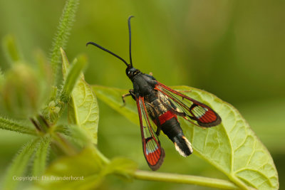 Wilgenwespvlinder - Red-tipped Clearwing