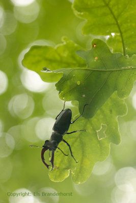 Vliegend hert - Stag Beetle