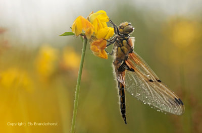 Four spotted Chaser - Viervlek