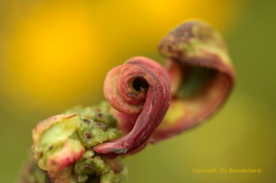 Elzenvlag - Alder Tongue