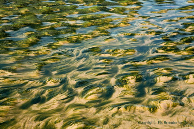 Klein darmwier - Green seaweed