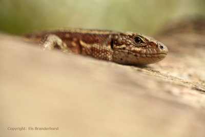Levendbarende hagedis - Viviparous Lizard