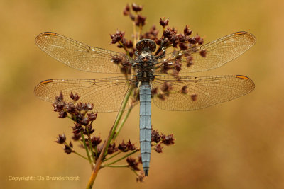 Beekoeverlibel - Keeled Skimmer