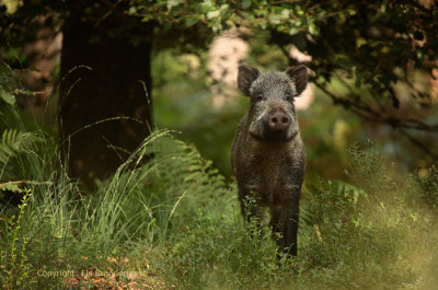 Wild zwijn - Wild Boar