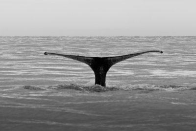 Whale's tail #2