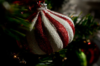 Carolina Christmas