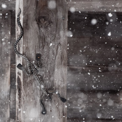 Cold Lizard