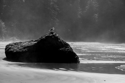 Gull on Rock with Fog