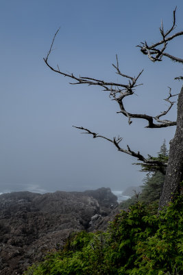 Wild Pacific Trail: Sun and Fog