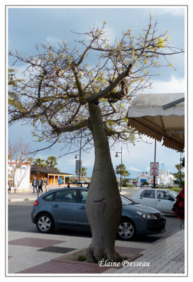 P1010410-arbre ventru