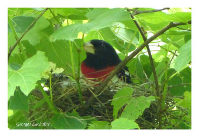 Cardinaux
