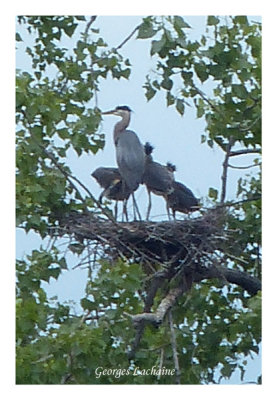 Un des 6 nids de Grand Hron (Laval Qubec)