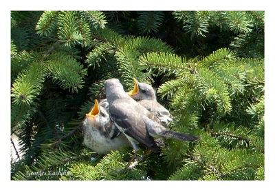Jeunes Moqueurs polyglottes nourrit par un parent prs du nid (Laval Qubec