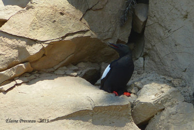 P1020359- Guillemot  miroir