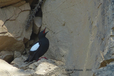 P1020362- Guillemot  miroir