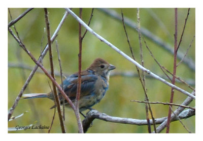 Passerin indigo - Indigo Bunting - Passerina cyanea (Laval Qubec)