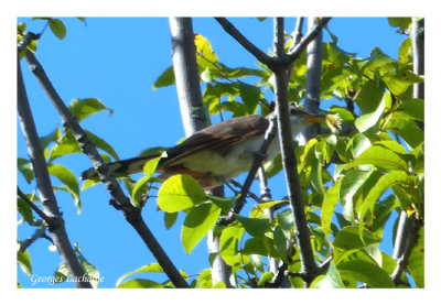 Coulicou  bec jaune - Yellow-billed Cuckoo - Coccyzus americanus (Laval Qubec)
