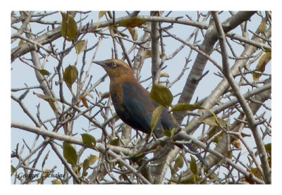 Quiscale rouilleux - Rusty Blackbird - Euphagus carolinus