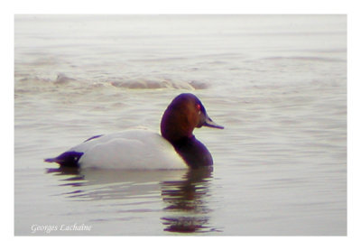 Canards