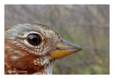 Bruant fauve - Fox Sparrow - Passerella iliaca (Laval Qubec)