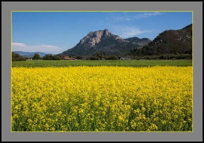 Spring Wildflowers - San Luis Obispo, CA