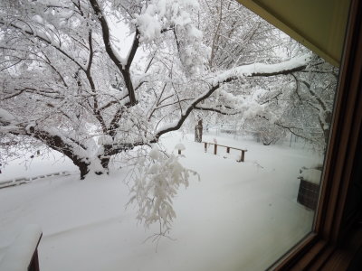 2. Backyard Before.jpg