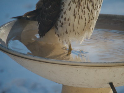 4.. Hawk1.jpg