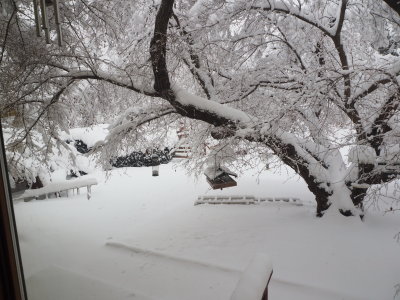 1. Backyard Before.jpg