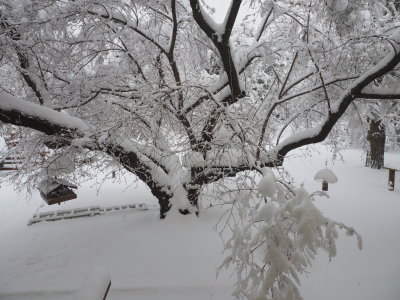 3. Backyard After .JPG