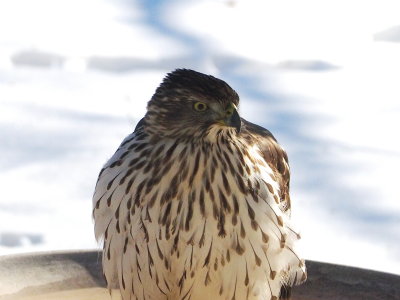5. Hawk2.jpg