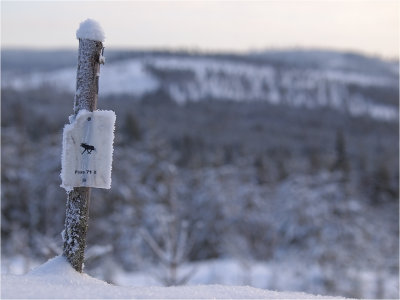 Moose territory