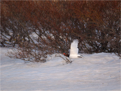 Willow Ptarmigan - stag