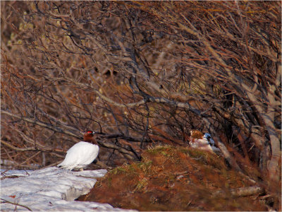 Willow Ptarmigan - pair