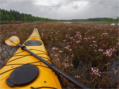 Bog in bloom